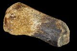 Hadrosaur (Edmontosaurus) Bone Section - South Dakota #113596-3